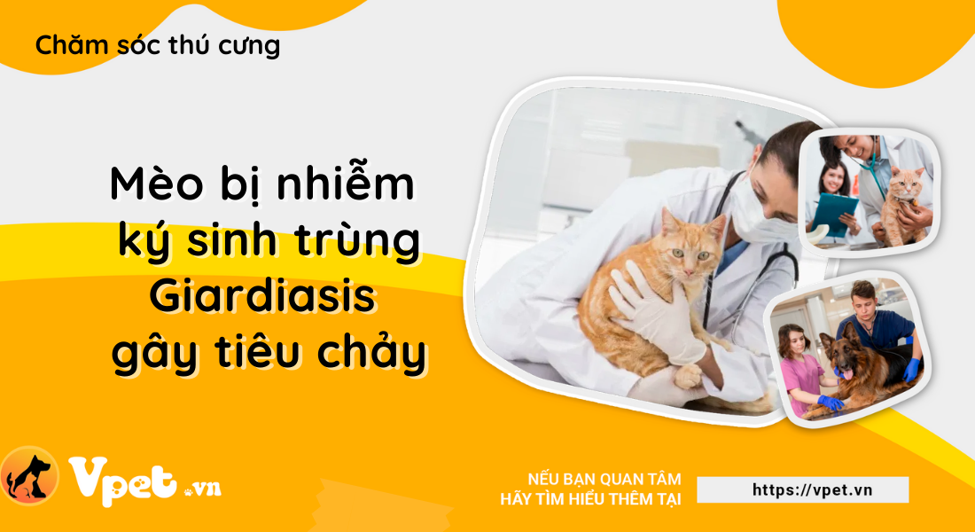 Cẩn trọng khi mèo bị nhiễm ký sinh trùng gây tiêu chảy (Giardiasis)