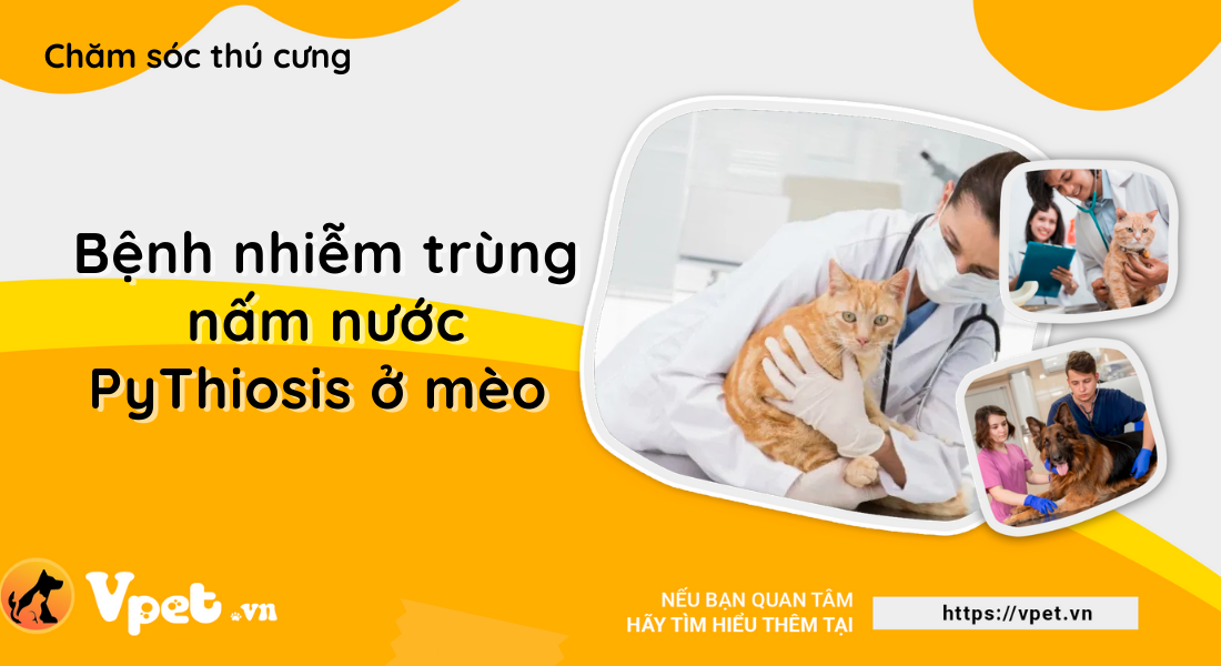 Phác đồ điều trị bệnh nhiễm trùng nấm nước (PyThiosis) ở mèo