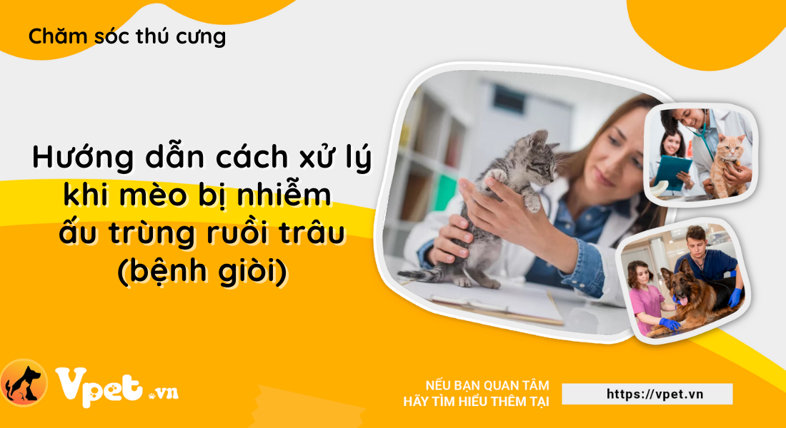 Hướng dẫn cách xử lý khi mèo bị nhiễm ấu trùng ruồi trâu (bệnh giòi)