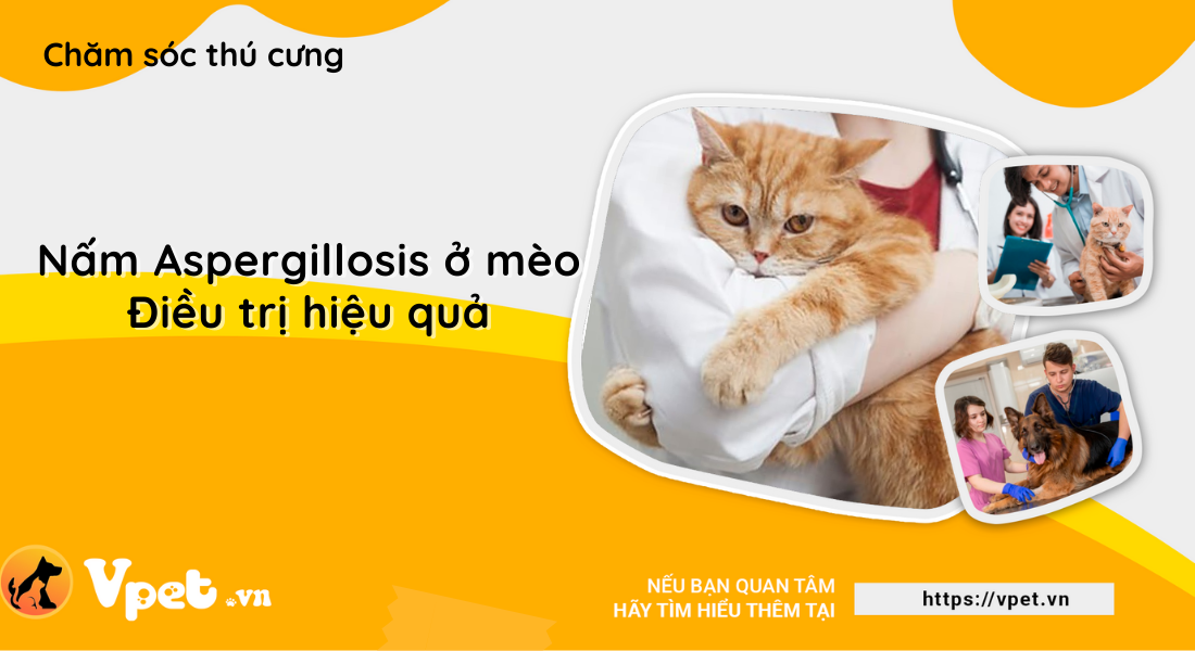 Mèo bị nhiễm nấm Aspergillosis và cách điều trị hiệu quả