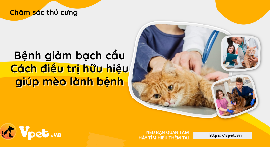 Bệnh giảm bạch cầu ở mèo - Phương pháp điều trị và thời gian ủ bệnh