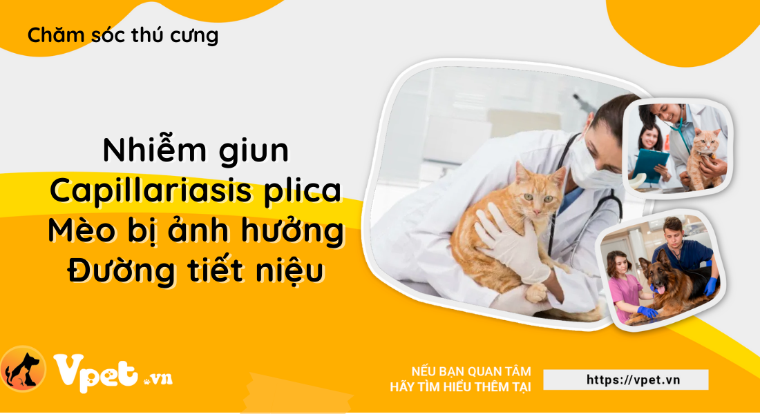 Nhiễm giun Capillariasis plica ở mèo - Ảnh hưởng đường tiết niệu