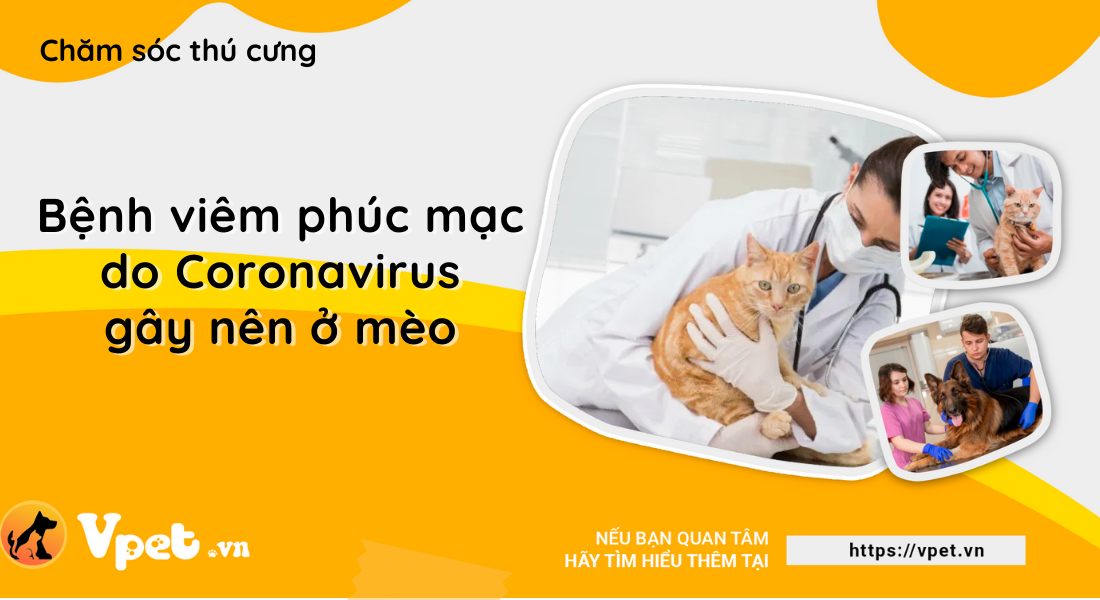 Bệnh viêm phúc mạc ở mèo - Fip Bệnh do Coronavirus gây nên 