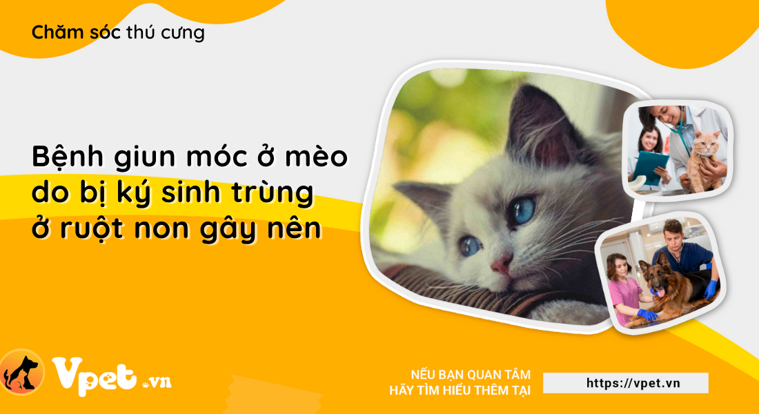 Mèo bị bệnh giun móc - Ký sinh trùng trong ruột non của động vật 