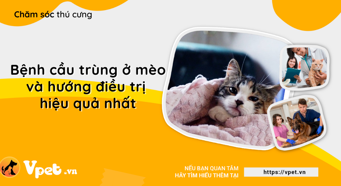 Bệnh cầu trùng ở mèo - Nên cách ly động vật bị nhiễm bệnh