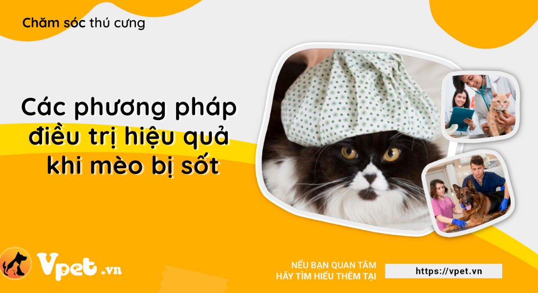 Mèo bị sốt và các phương pháp chữa trị