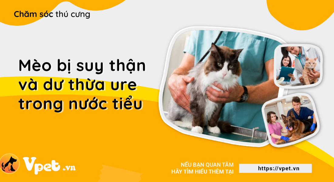 Mèo bị suy thận và dư thừa urê trong nước tiểu