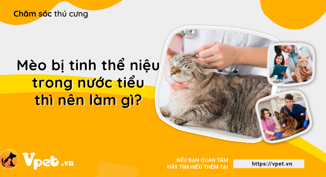 Phát hiện các tinh thể niệu trong nước tiểu của mèo  