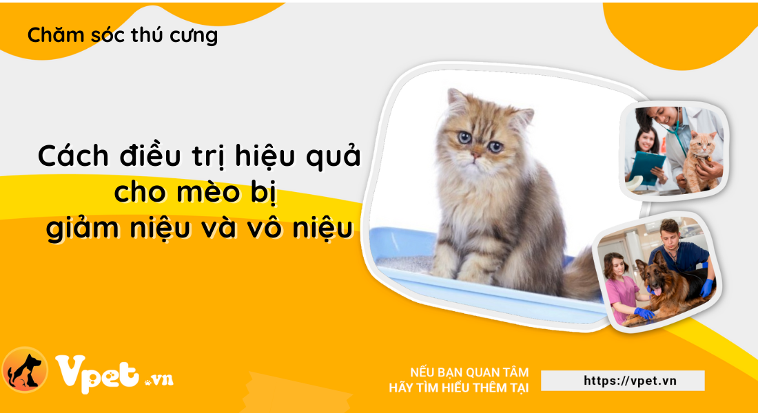 Giảm niệu và vô niệu ở mèo - Bệnh liên quan đến thận