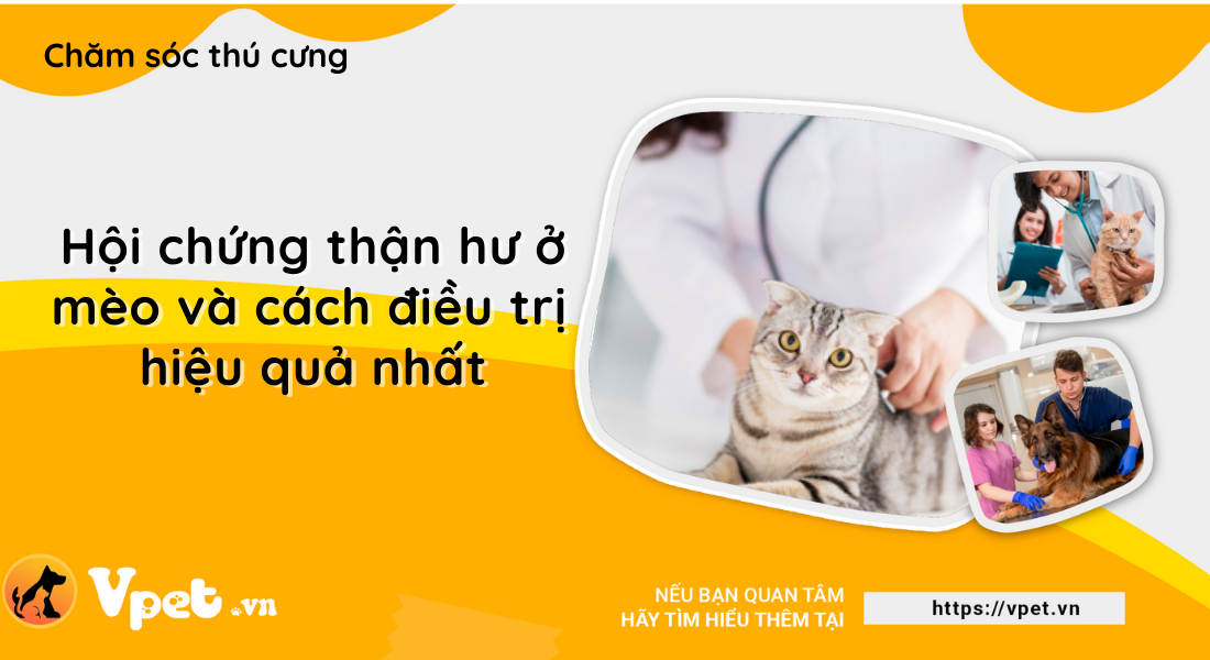 Hội chứng thận hư ở mèo