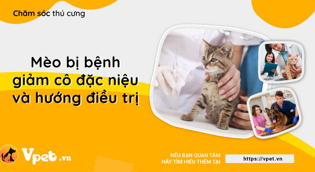 Giảm cô đặc niệu - Mất cân bằng về mặt hóa học trong nước tiểu ở mèo