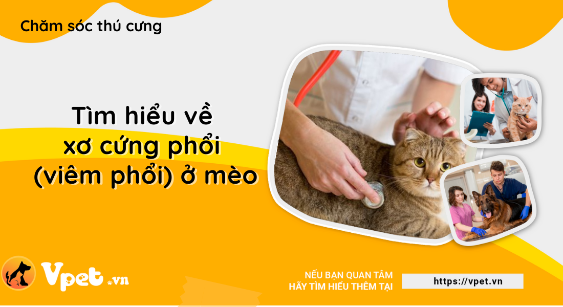 Tìm hiểu về xơ cứng phổi (viêm phổi) ở mèo