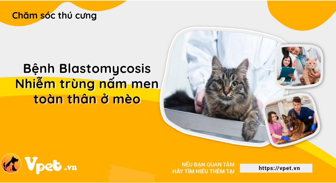 Bệnh Blastomycosis - Nhiễm trùng nấm men toàn thân ở mèo