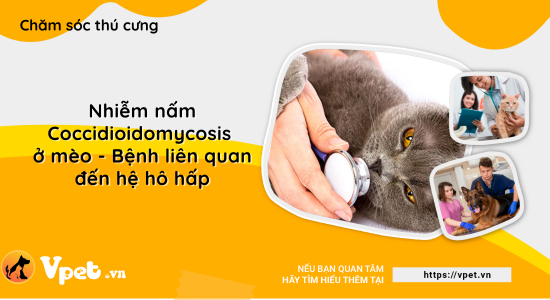 Nhiễm nấm Coccidioidomycosis ở mèo - Bệnh liên quan đến hệ hô hấp