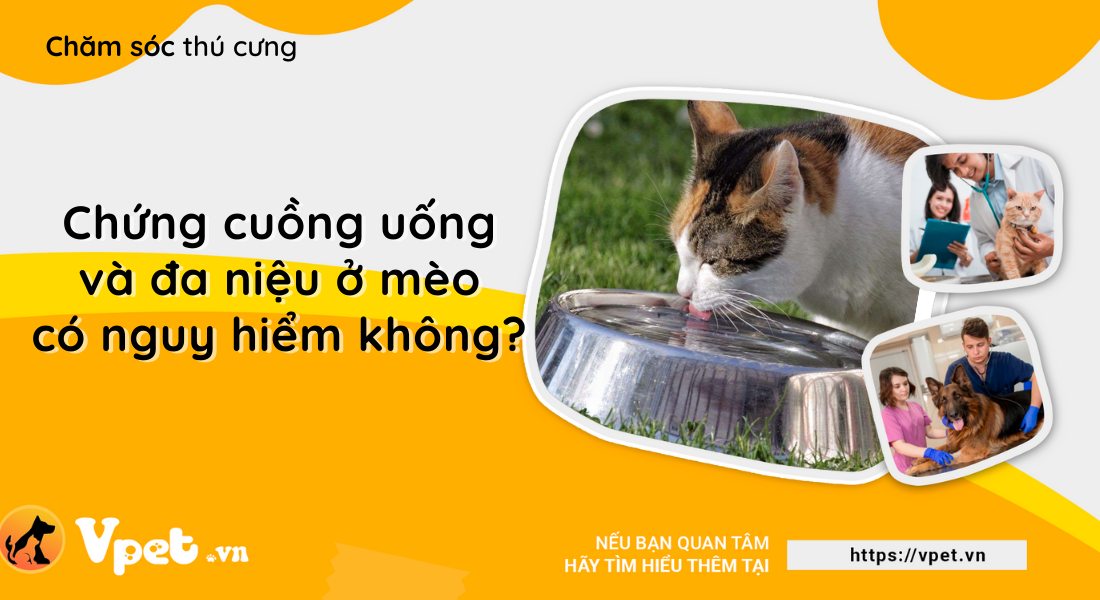 Chứng cuồng uống và đa niệu ảnh hưởng đến mèo như thế nào?