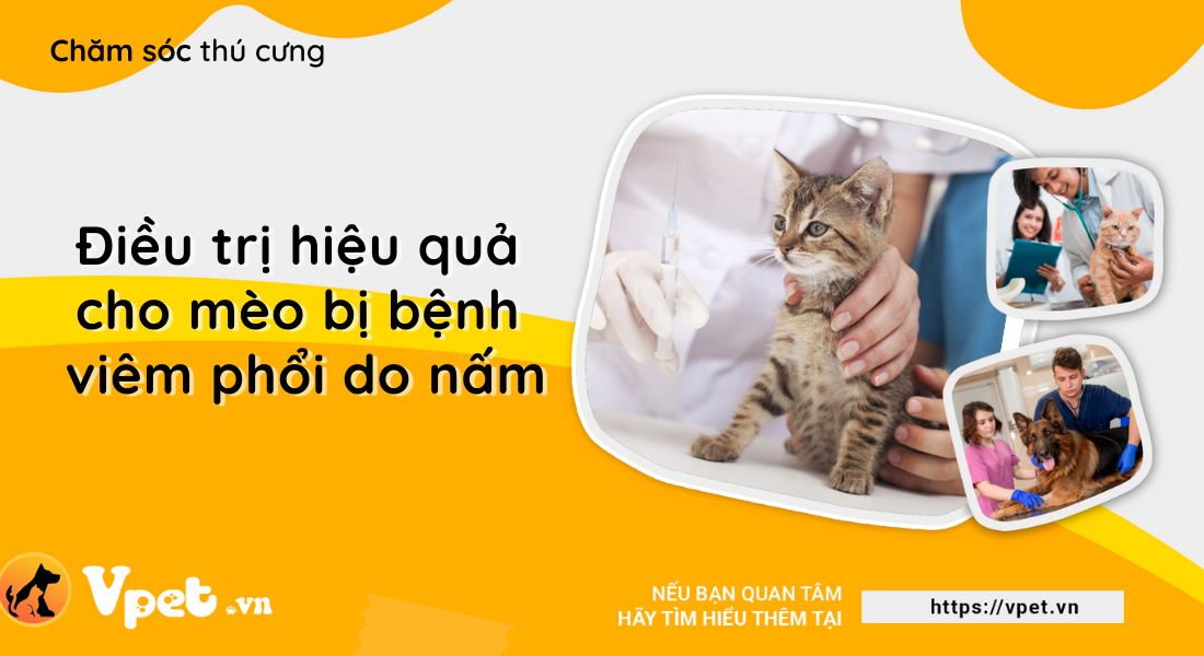 Mèo bị viêm phổi do nấm - Cách điều trị hiệu quả