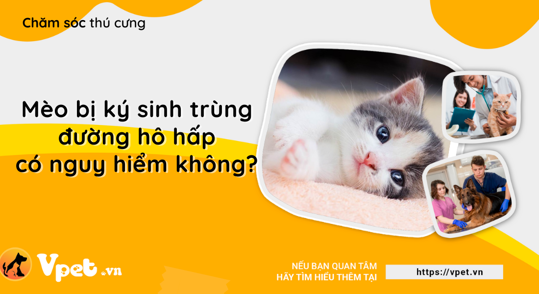 Ký sinh trùng đường hô hấp và hướng điều trị ở mèo