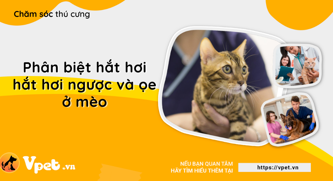 Phân biệt hắt hơi, hắt hơi ngược và ọe ở mèo