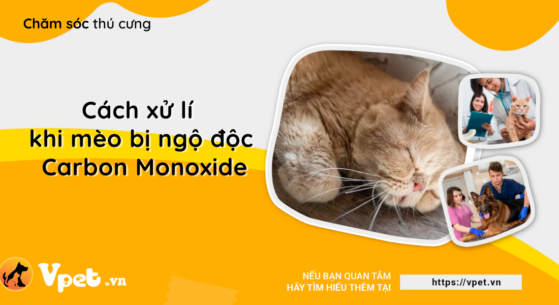 Phải làm gì khi mèo bị ngộ độc Carbon Monoxide?