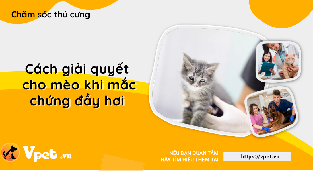 Cách giải quyết chứng đầy hơi ở mèo 