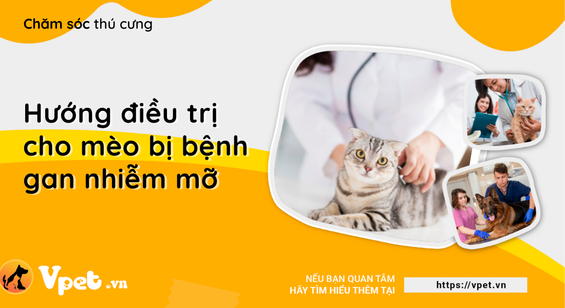 Mèo bị gan nhiễm mỡ - Bệnh lý nghiêm trọng phổ biến ở mèo