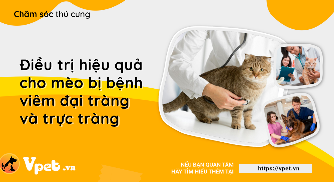 Viêm đại tràng và trực tràng ở mèo 