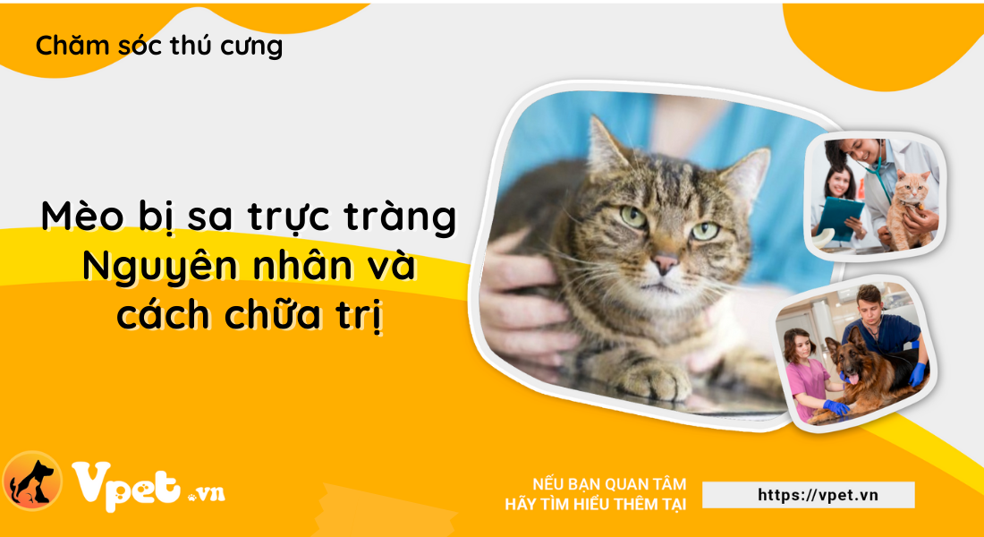 Sa trực tràng ở mèo là bệnh gì? Nguyên nhân và cách chữa trị