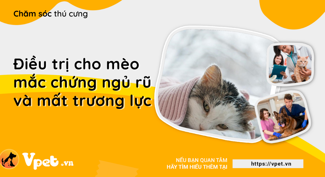 Chứng ngủ rũ và chứng mất trương lực ở mèo