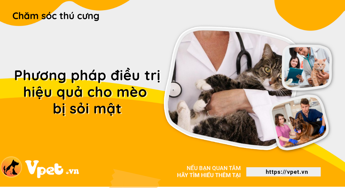 Bệnh sỏi mật ở mèo - Cách điều trị hiệu quả