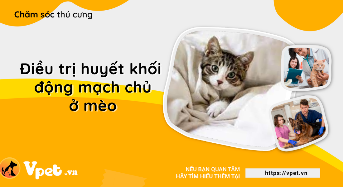 Huyết khối động mạch chủ ở mèo và phương pháp điều trị