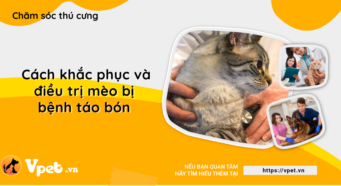 Cách khắc phục và điều trị mèo bị bệnh táo bón 