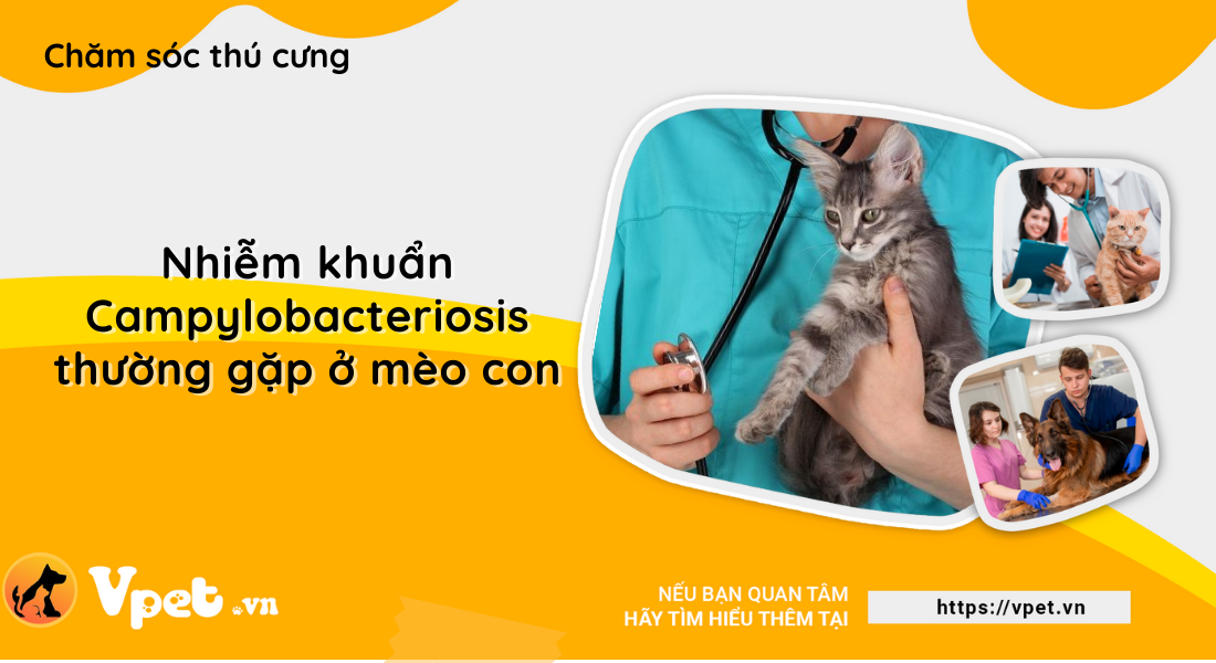 Nhiễm khuẩn Campylobacteriosis thường gặp ở mèo con