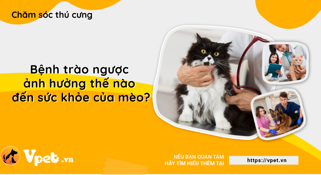 Bệnh trào ngược ảnh hưởng thế nào đến sức khỏe của mèo?