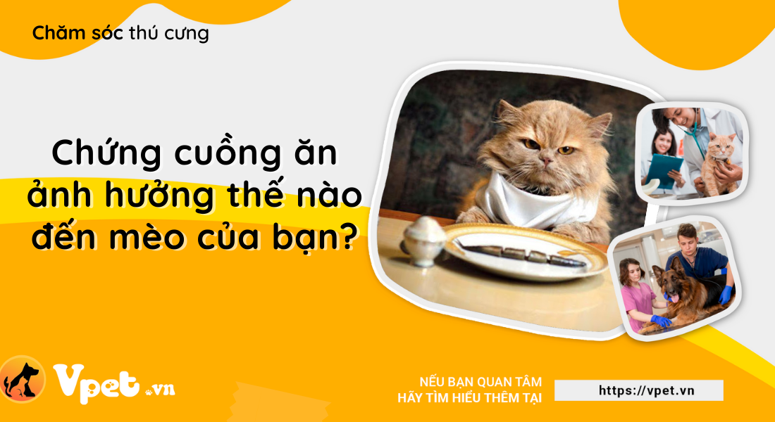 Chứng cuồng ăn ảnh hưởng đến mèo như thế nào?