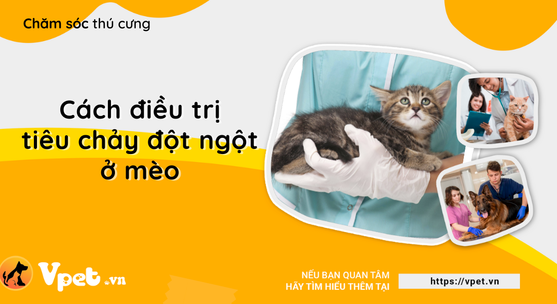 Tiêu chảy đột ngột ở mèo và cách điều trị