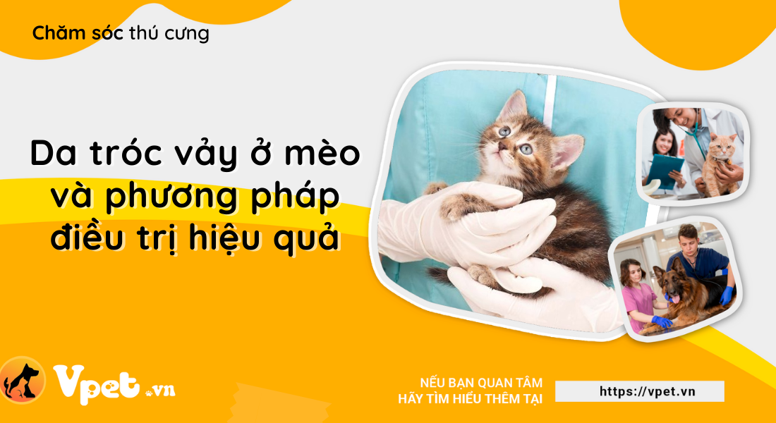 Da tróc vảy ở mèo và phương pháp điều trị