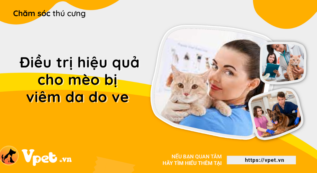 Viêm da do ve ở mèo có nguy hiểm không?