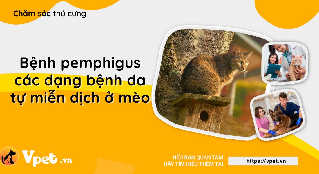 Bệnh pemphigus - Các dạng bệnh da, tự miễn dịch ở mèo