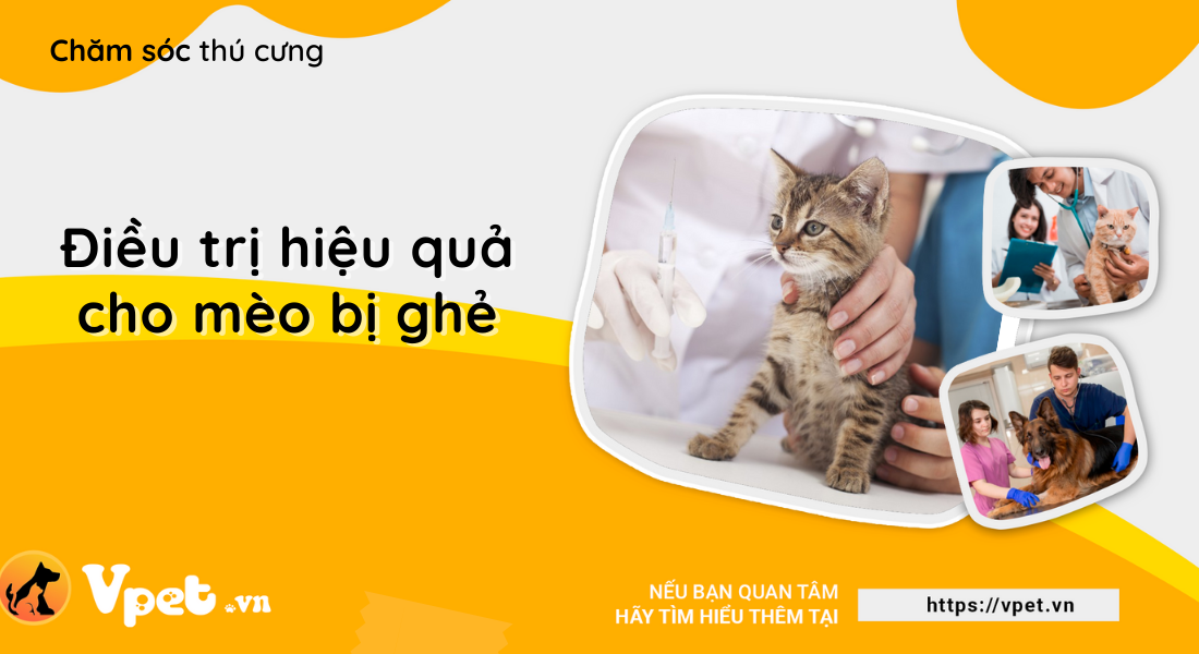 Mèo bị ghẻ và hướng điều trị hiệu quả