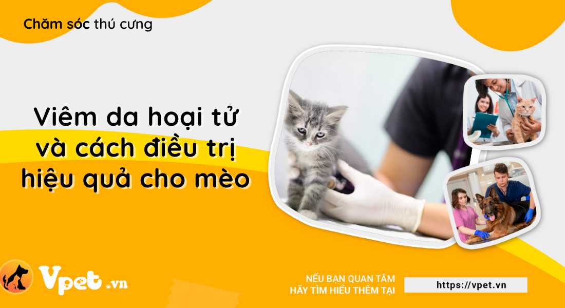 Viêm da hoại tử ở mèo và cách điều trị