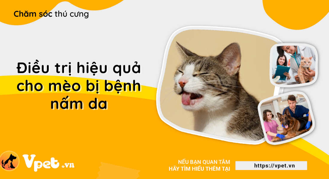 Mèo bị bệnh nấm da có nguy hiểm không?