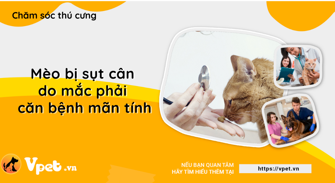 Mèo bị sụt cân do bệnh mãn tính