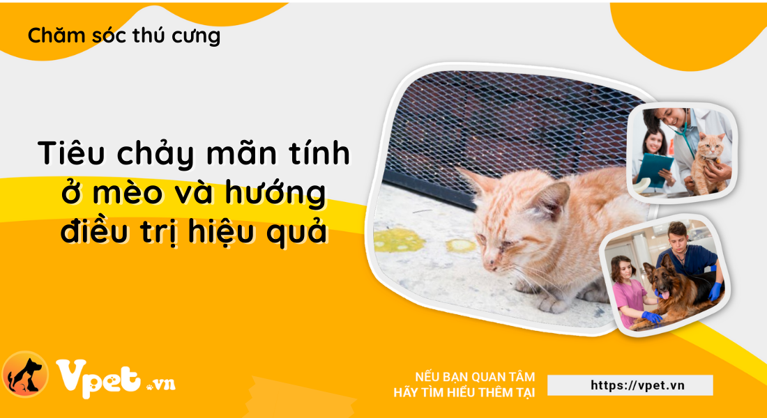 Tiêu chảy mãn tính ở mèo và hướng điều trị hiệu quả