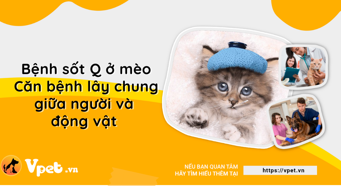 Bệnh sốt Q ở mèo - Căn bệnh lây chung giữa người và động vật          