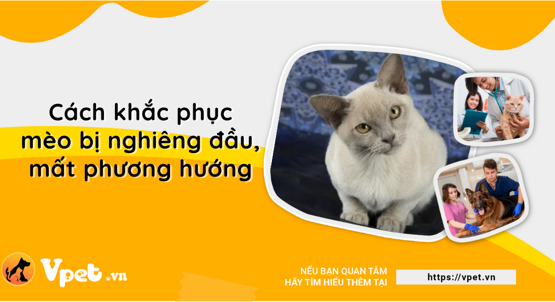 Cách khắc phục mèo bị nghiêng đầu, mất phương hướng