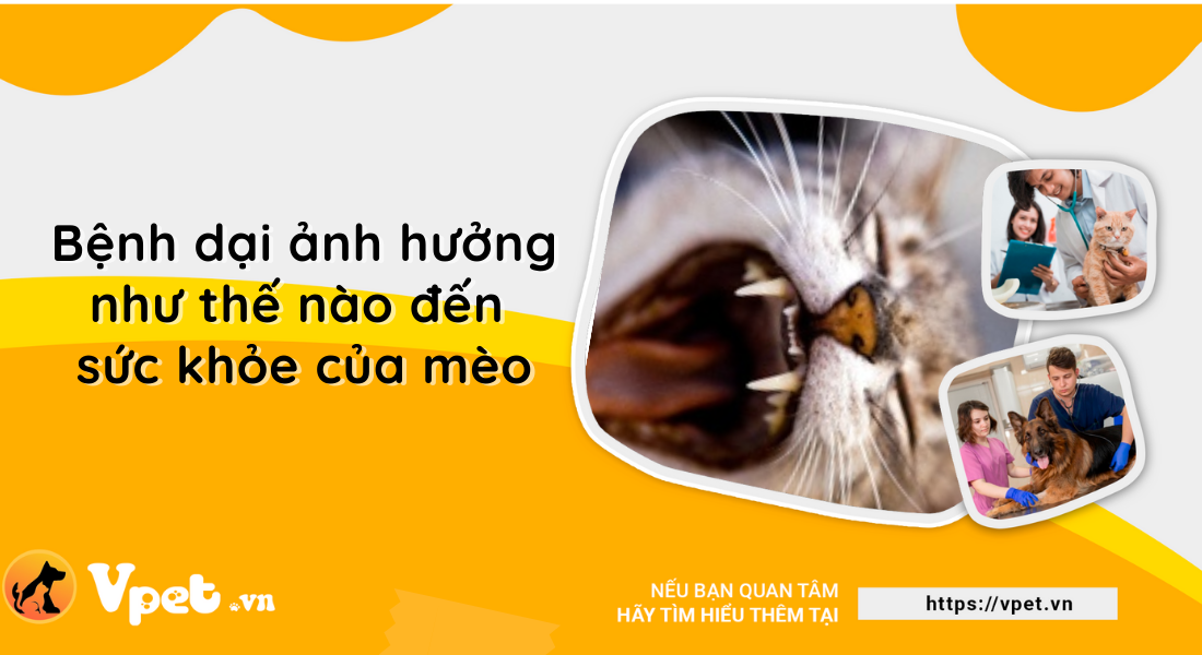 Bệnh dại ảnh hưởng như thế nào đến sức khỏe của mèo?