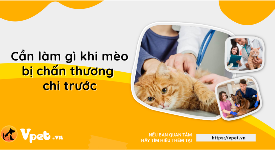 Cần làm gì khi mèo bị chấn thương chi trước