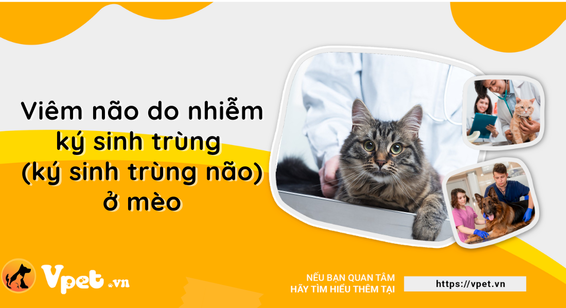 Viêm não do nhiễm ký sinh trùng (ký sinh trùng não) ở mèo