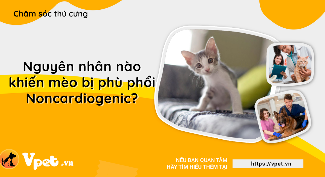 Phù phổi Noncardiogenic - Gây phù nề hoặc sưng ở mèo