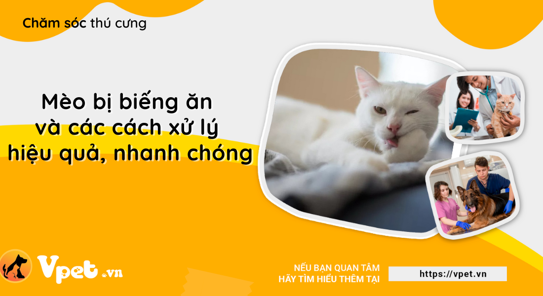 Mèo biếng ăn ảnh hưởng như thế nào đến cơ thể?